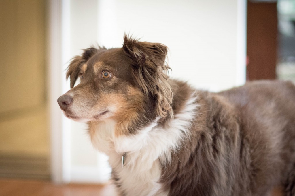 My monster...who I threatened to get rid of today. Darcy ate half a bag of tortillas. I don't know what is going on with her lately. She is constantly stealing stuff and storing it in her kennel. I know we need to stimulate her more. But geez...