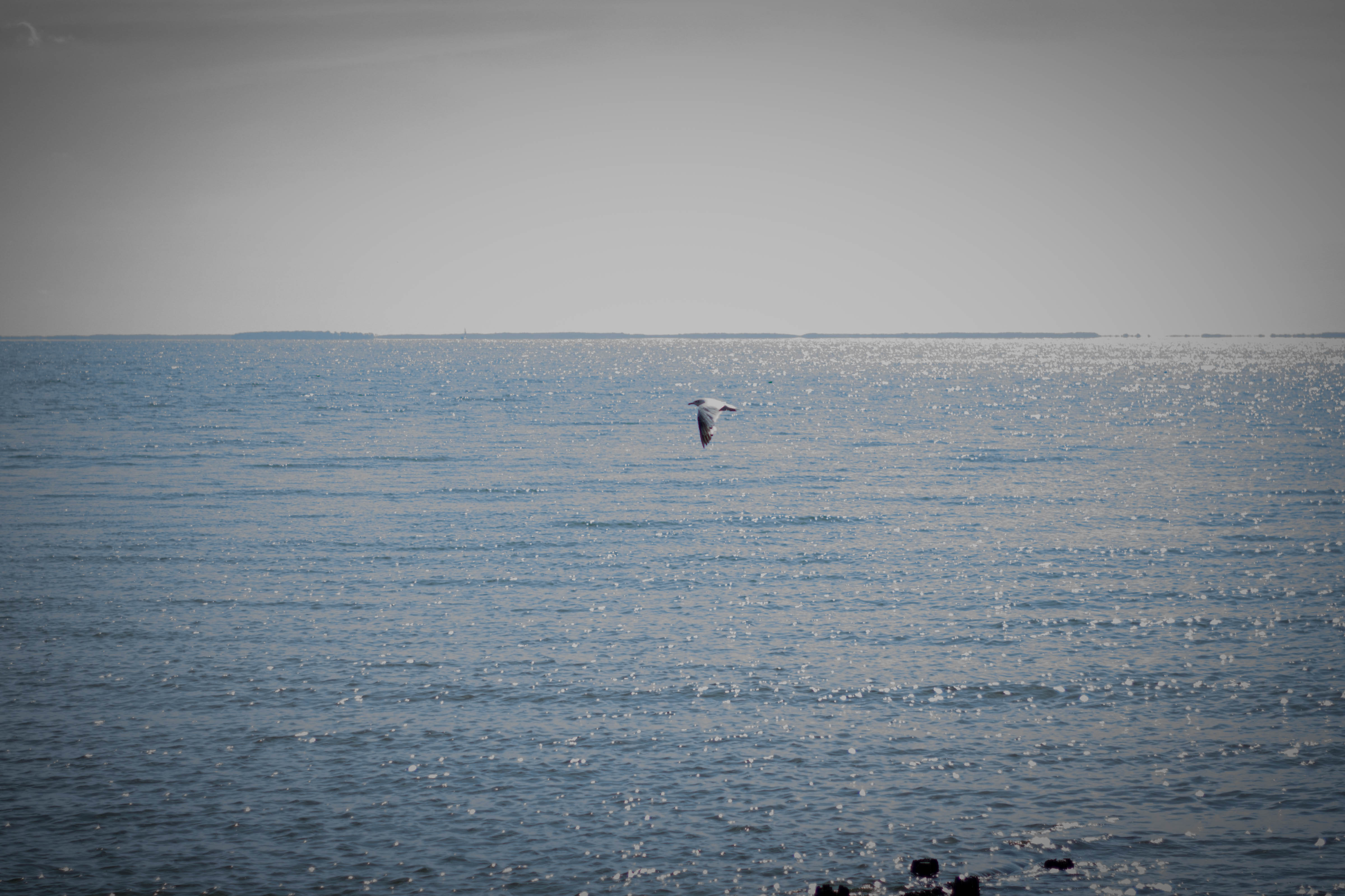 Seagulls were everywhere. I think once we move we're going to walk the boardwalk more often.